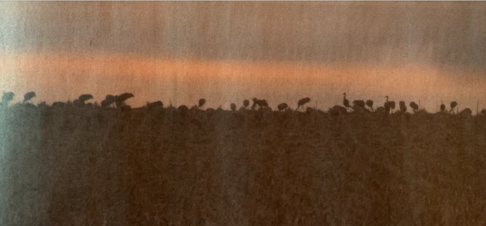 Cranes