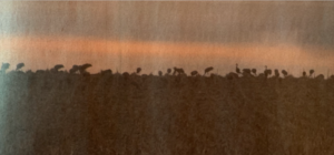 Cranes visit Plainview...