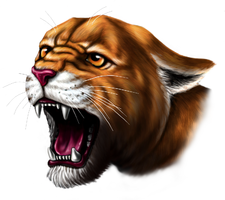 St. Mary's Cardinals down Cougars