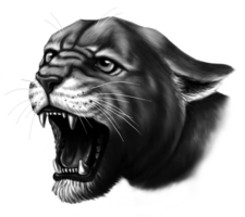 Cougar girls have busy week