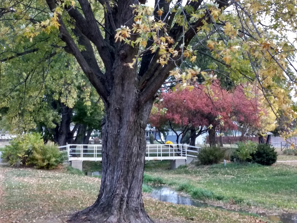 Arboretum tree 